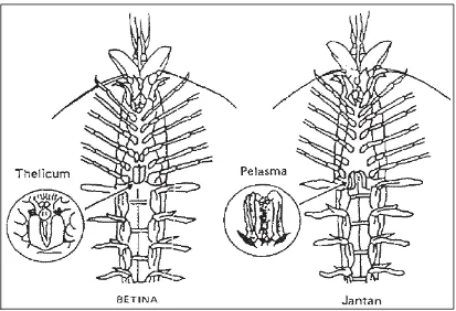 Gambar 3.4. Posisi Organ Reproduksi Udang Betina dan Jantan (Murtidjo, 2003) 