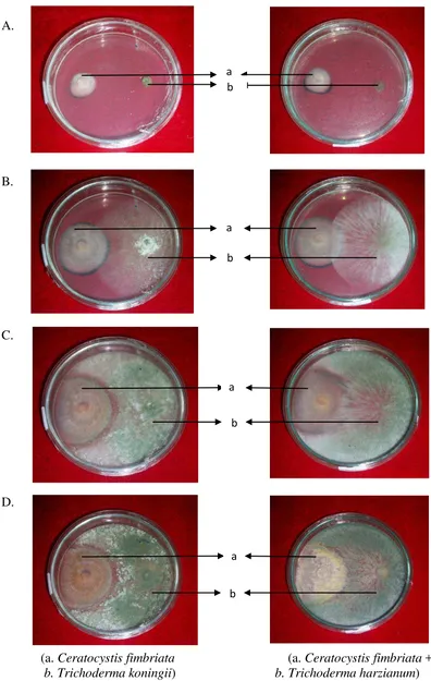 Gambar 3. Pengujian Inhibiting Zone pada pengamatan 2 Hsi (A), 4 Hsi (B), 6 Hsi (C),     8 Hsi (D)