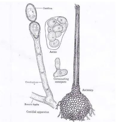 Gambar 1 : Bagian- bagian jamur Ceratocystis fimbriata Sumber : Alexopoulus dan Mims (1979) 