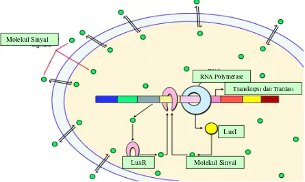Gambar 2 : Pengaturan sistem quorum-sensing pada bakteri gram negatif. Molekul sinyal AHL (warna hijau) diregulasi oleh gen luxI yang memproduksi protein LuxI