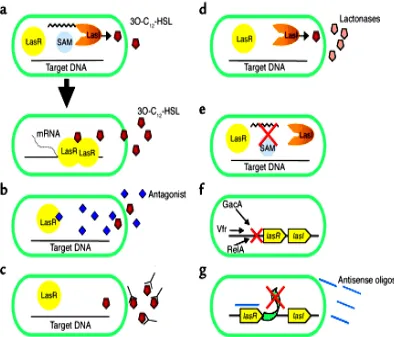Gambar 3. Target penghambatan sistem quorum sensing P. aeruginosa. (a) Protein regulator LasI pada P