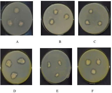 Gambar 7. Penghambatan produksi enzim eksoprotease A. hydrophila oleh ekstrak C. xanthorrhiza (Roxb.) dengan pelarut n-hexan