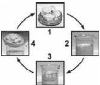 Figure 2.  Kefir production. Kefir grains (1) are added to milk, (2) are left to stand at room  temperature for (4) and ready to start another cycle