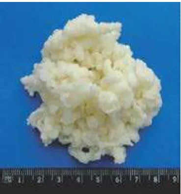 Table 1 Codex Alimentarius description of kefir