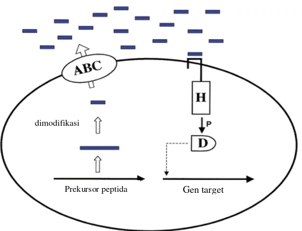 Gambar 1. Sistem quorum sensing oligopeptida pada bakteri gram positif.  Prekursor spesifik oligopeptida diproduksi, lalu dimodifikasi dan diproses