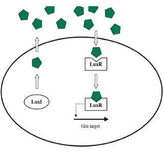 Gambar 2.  Sistem quorum sensing Lux IR pada bakteri gram negatif. Protein Lux I mengkatalis pembentukan molekul autoinducer (pentagon hijau)