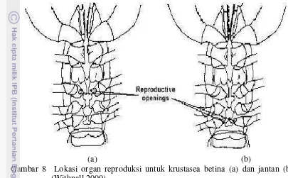 Gambar 8  Lokasi organ reproduksi untuk krustasea betina (a) dan jantan (b) 