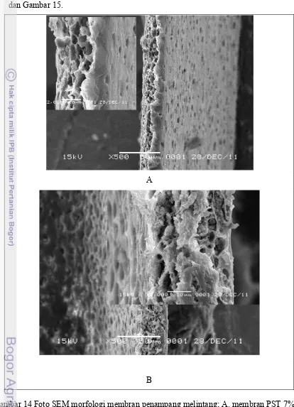 Gambar 14 Foto SEM morfologi membran penampang melintang; A. membran PST 7% dan B 