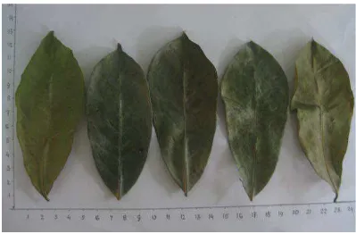 Gambar 2. Daun sirsak (Annona muricata folium) 