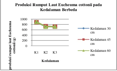 Gambar 2. Rata-rata Produksi Rumput Laut Eucheuma cottoniiSelama Penelitian 