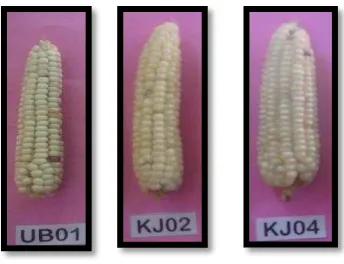 Gambar 11. Morfologi Biji Jagung Nomor Sampel UB01, KJ02, dan KJ04 dari Kecamatan Ampana Tete