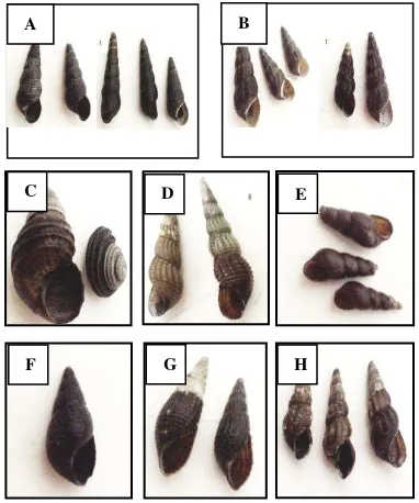 Gambar 1. A: Tylomeliana toradjarum; B: Tylomelania                      patriarchalis; C: Tylomeliana neritiformis; D: Tylomeliana kuli; E:Tylomelian palicolarum; F: Tylomeliana sp1; G:   Tylomeliana sp2; H: Tylomeliana bakara