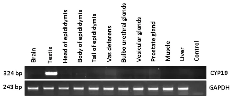 Fig 1. mRNA expression of CYP19 in reproductive and non-reproductive tissues by semi-quantitative PCR
