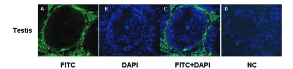 Fig 4. Localization of CYP19 protein in testis of boar, (4a) Immunoluorescence detection of CYP19 in Leydig cells