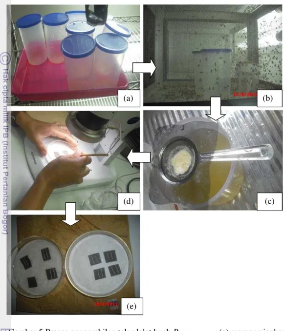 Gambar  4.  Dokumentasi mengenai kegiatan pengambilan telur lalat buah dapat  dilihat pada Gambar 5