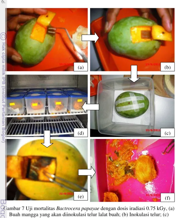 Gambar 7 Uji mortalitas Bactrocera papayae dengan dosis iradiasi 0.75 kGy, (a)  Buah mangga yang akan diinokulasi telur lalat buah; (b) Inokulasi telur; (c)  Penutupan kullit buah mangga setelah diinokulasi; (d) Penyimpanan mangga  setelah diiradiasi; (e) 