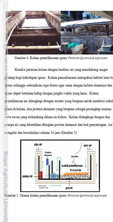 Gambar 5. Skema kolam pemeliharaan spons Petrosia (petrosia) nigricans 