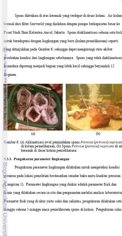 Gambar 6. (a) Aklimatisasi awal pemindahan spons Petrosia (petrosia) nigricans 