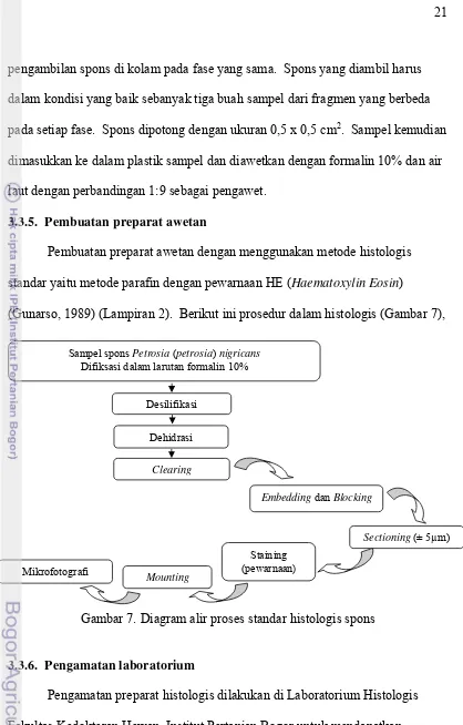 Gambar 7. Diagram alir proses standar histologis spons 