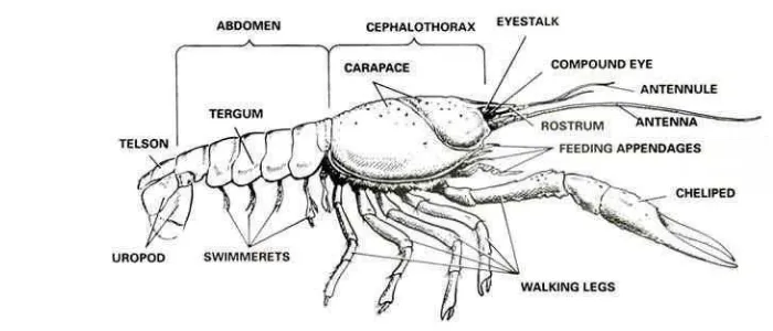 Gambar 2 Morfologi dan bagian-bagian utama tubuh lobster air tawar. (Anonim 2012) 