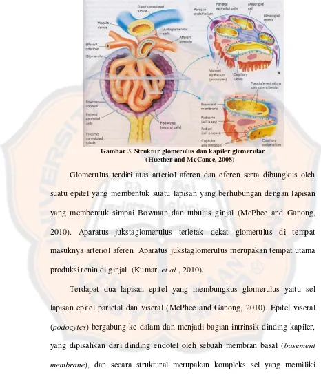 Gambar 3. Struktur glomerulus dan kapiler glomerular 