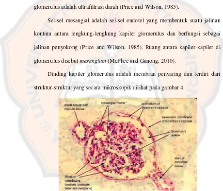 Gambar 4. Korpuskular ginjal secara mikroskopik (SIU School of Medicine, 2005)  