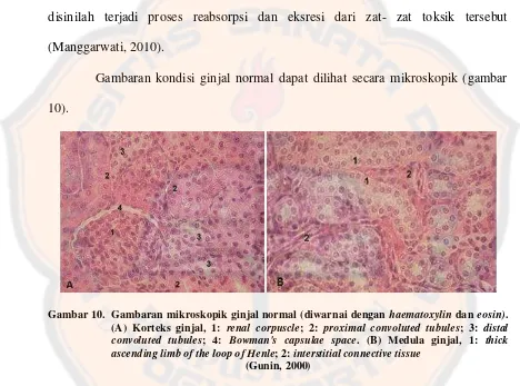 Gambaran kondisi ginjal normal dapat dilihat secara mikroskopik (gambar 