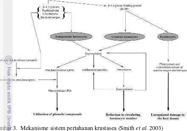 Gambar 3.  Mekanisme sistem pertahanan krustasea (Smith et al. 2003) 