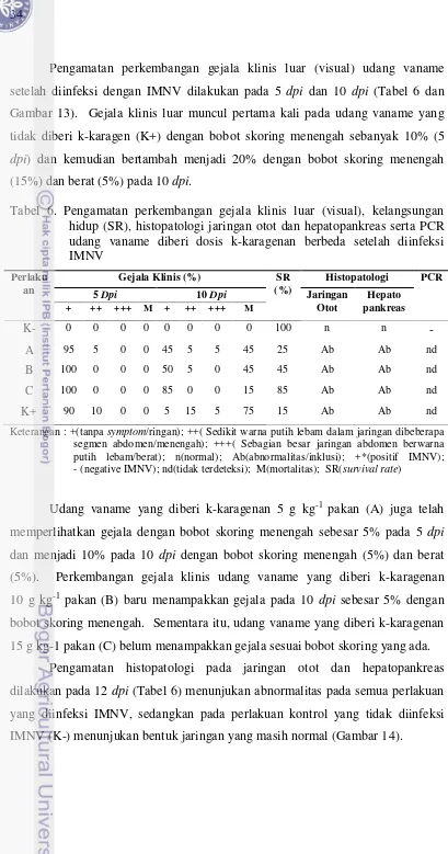 Gambar 13).  Gejala klinis luar muncul pertama kali pada udang vaname yang 