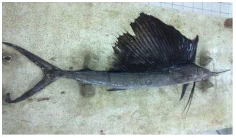 Gambar 1 Ikan layaran (Istiophorus sp.) 