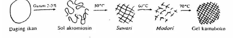 Gambar 2 Mekanisme pembentukan gel ikan  Sumber : Suzuki (1981) 