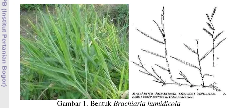 Gambar 1. Bentuk Brachiaria humidicola 