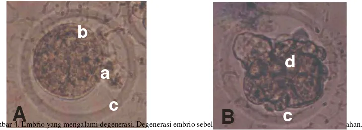 Gambar 4. Embrio yang mengalami degenerasi. Degenerasi embrio sebelum membelah (A) dan sesudah (B) pembelahan