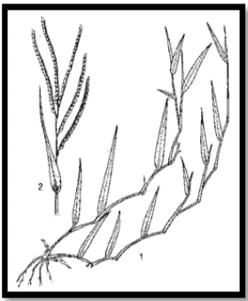 Gambar 7. Rumput Brachiria decumbens    Gambar 8. Struktur Brachiria decumbens 