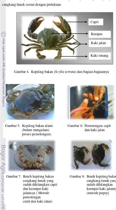 Gambar 5 sampai dengan Gambar 8 tertera proses pemotongan kepiting bakau 