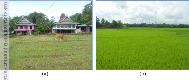 Gambar 5. Topografi Desa Pa’rappunganta, (a) Padang Penggembalaan (b) Sawah 