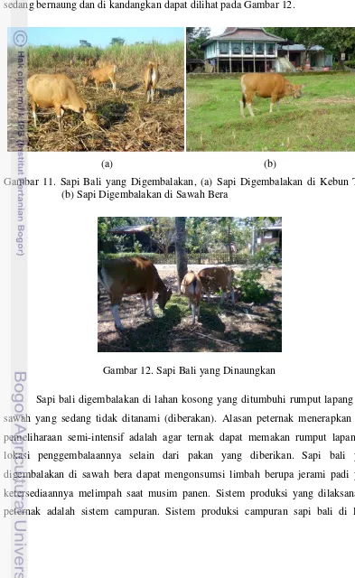 Gambar 12. Sapi Bali yang Dinaungkan 