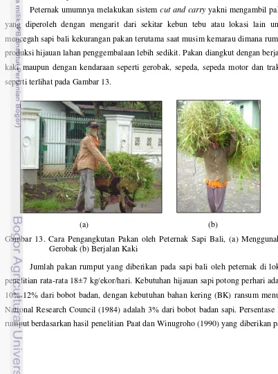 Gambar 13. Cara Pengangkutan Pakan oleh Peternak Sapi Bali, (a) Menggunakan 
