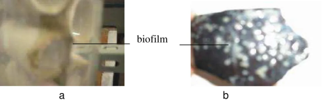 Gambar 5. Biofilm yang terbentuk pada medium pendukung, a. pipa PVC,   b. tempurung kelapa 