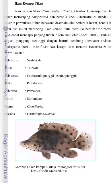 Gambar 1 Ikan        httkan kerapu tikus (Cromileptes altivelis)  http://fishdb.sinica.edu.tw  