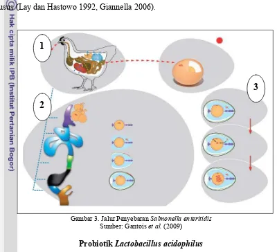 Gambar 3. Jalur Penyebaran Salmonella enteritidis 