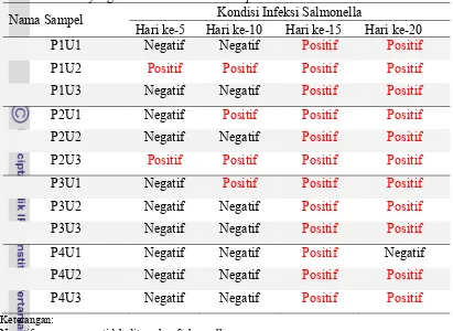 Tabel 6. Hasil Pengamatan Kondisi Infeksi Salmonella spp pada Ovarium  Ayam Ras Petelur yang diberi Probiotik L