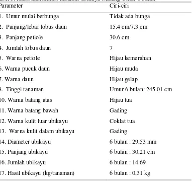 Tabel 3. Hasil identifikasi karakter ubikayu Malang Umur 6 bulan 