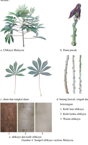 Gambar 4. Sampel ubikayu varietas Malaysia 