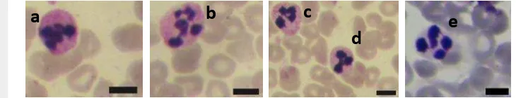 Gambar 9 Variasi morfologi sel neutrofil pada landak Jawa. 