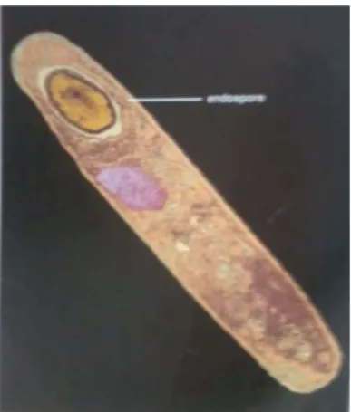 Gambar 5. Bacillus sp.