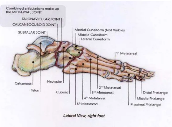 Gambar 2. Tulang telapak kaki kanan (tampak lateral) 