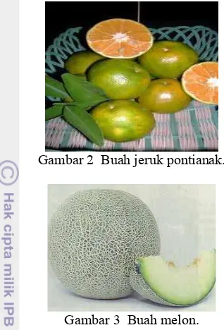 Gambar 3  Buah melon. 