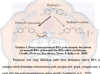 Gambar 3. Proses biotransformasi BPA pada manusia dan hewan  