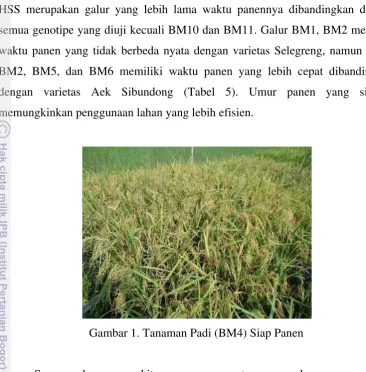 Gambar 1. Tanaman Padi (BM4) Siap Panen 